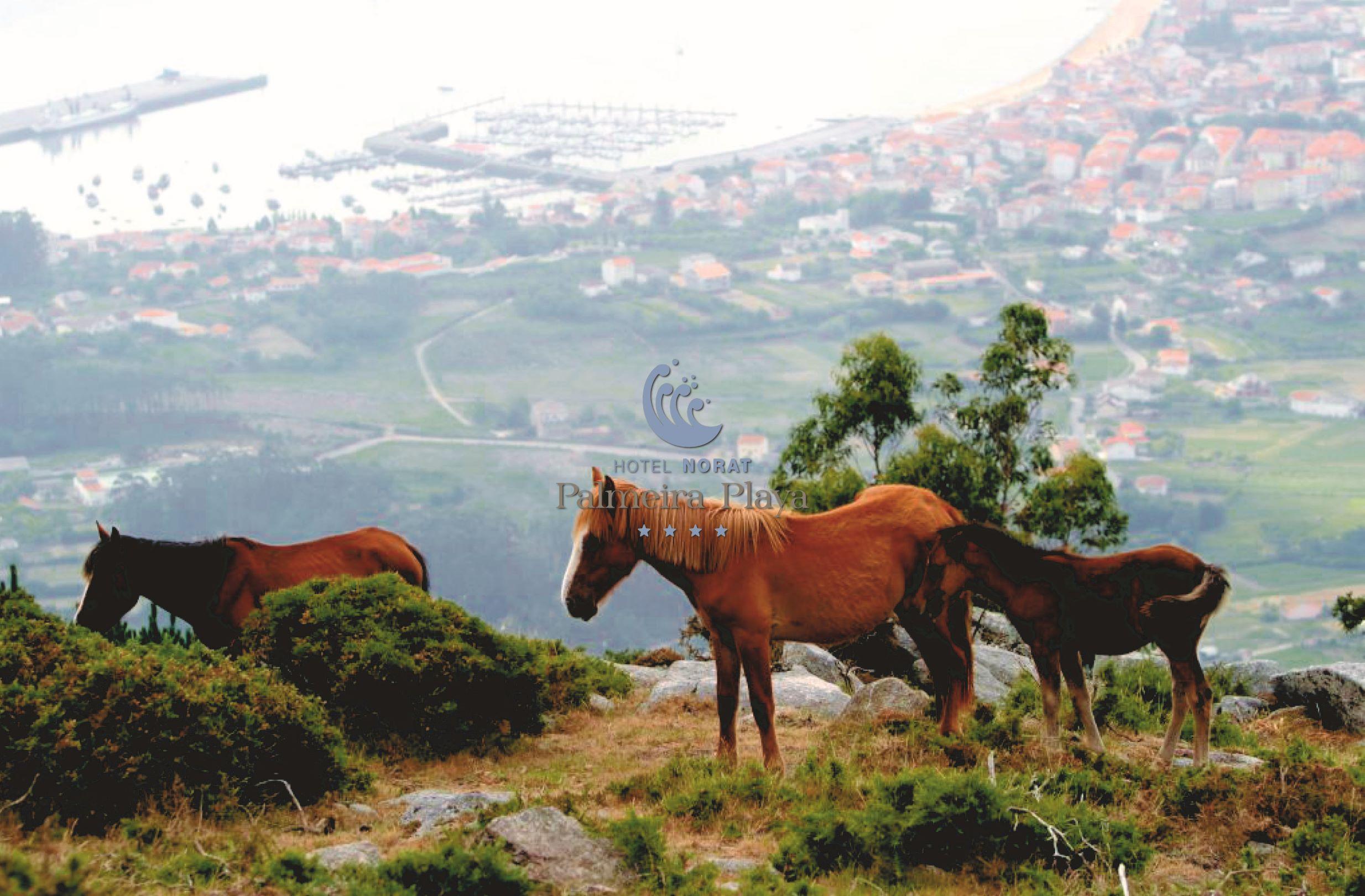 Hotel Norat Palmeira Playa Ribeira Kültér fotó